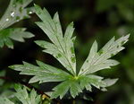 monkshood, wolf's bane, leopard's bane, women's bane, Devil's helmet , blue rocket , تاج الملوک
